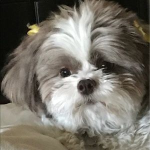 Meet your Posher, Dannia