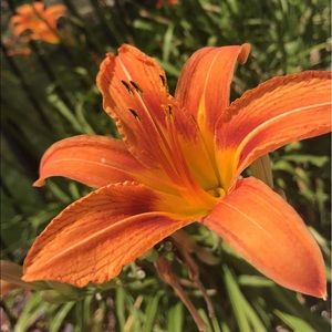 Meet your Posher, Cara