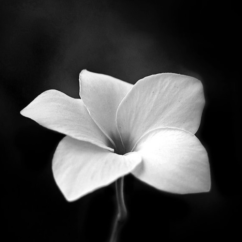 Meet your Posher, Swa