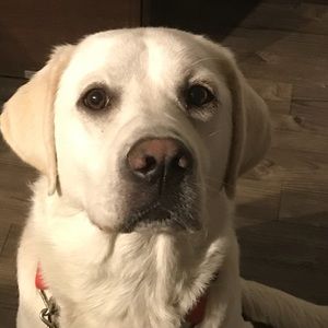 Meet your Posher, Ann