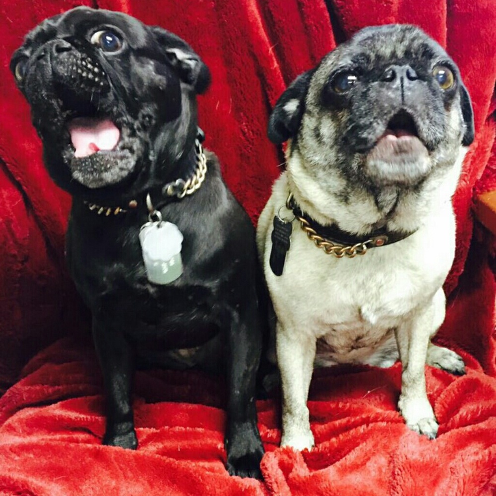 Meet your Posher, Justine