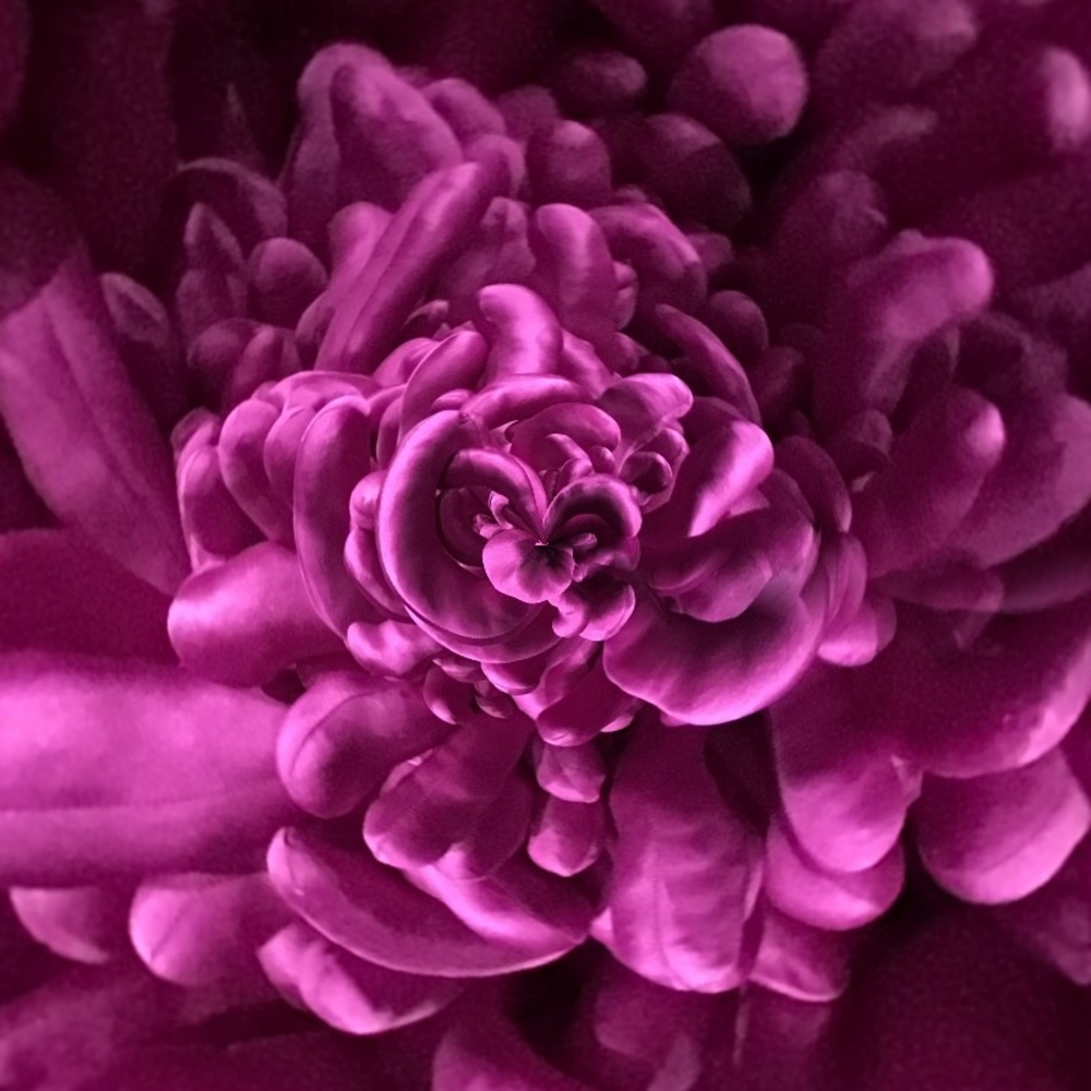 Meet your Posher, Jenny