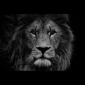 Meet your Posher, Luis