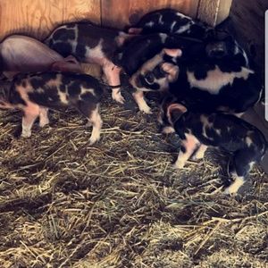 Meet your Posher, Brandi