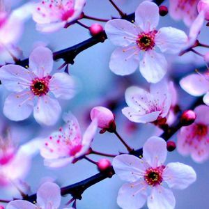 Meet your Posher, Mcdssd