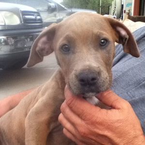 Meet your Posher, Johny