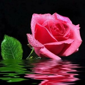 Meet your Posher, Marie