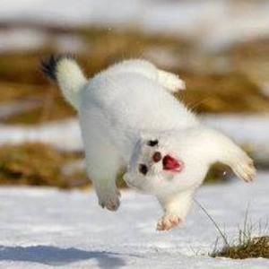 Meet your Posher, Xin