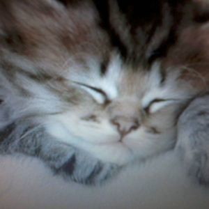 Meet your Posher, Patty