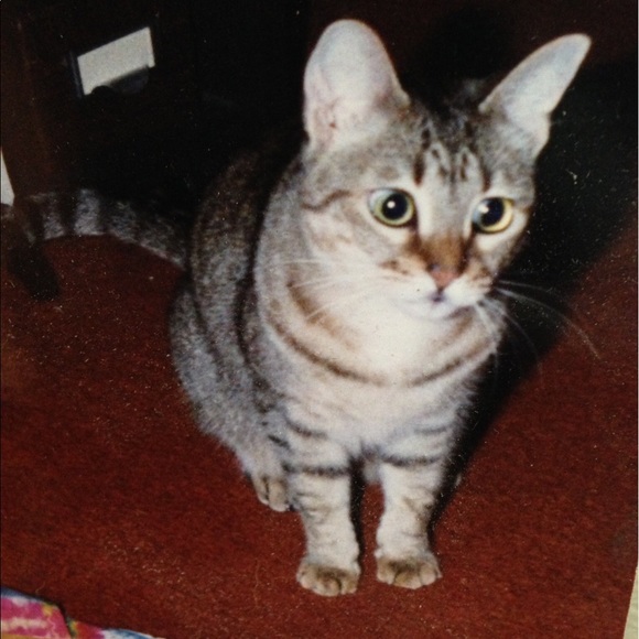 Meet the Posher Other - Meet your Posher, Jan