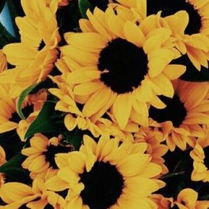 Meet your Posher, Alexis