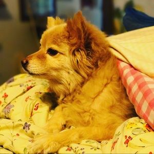 Meet your Posher, Welen