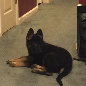 Meet your Posher, Carolyn