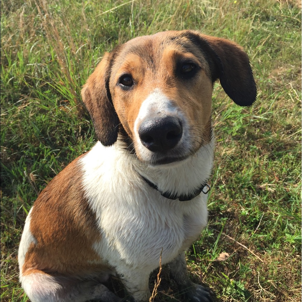 Meet your Posher, Millie