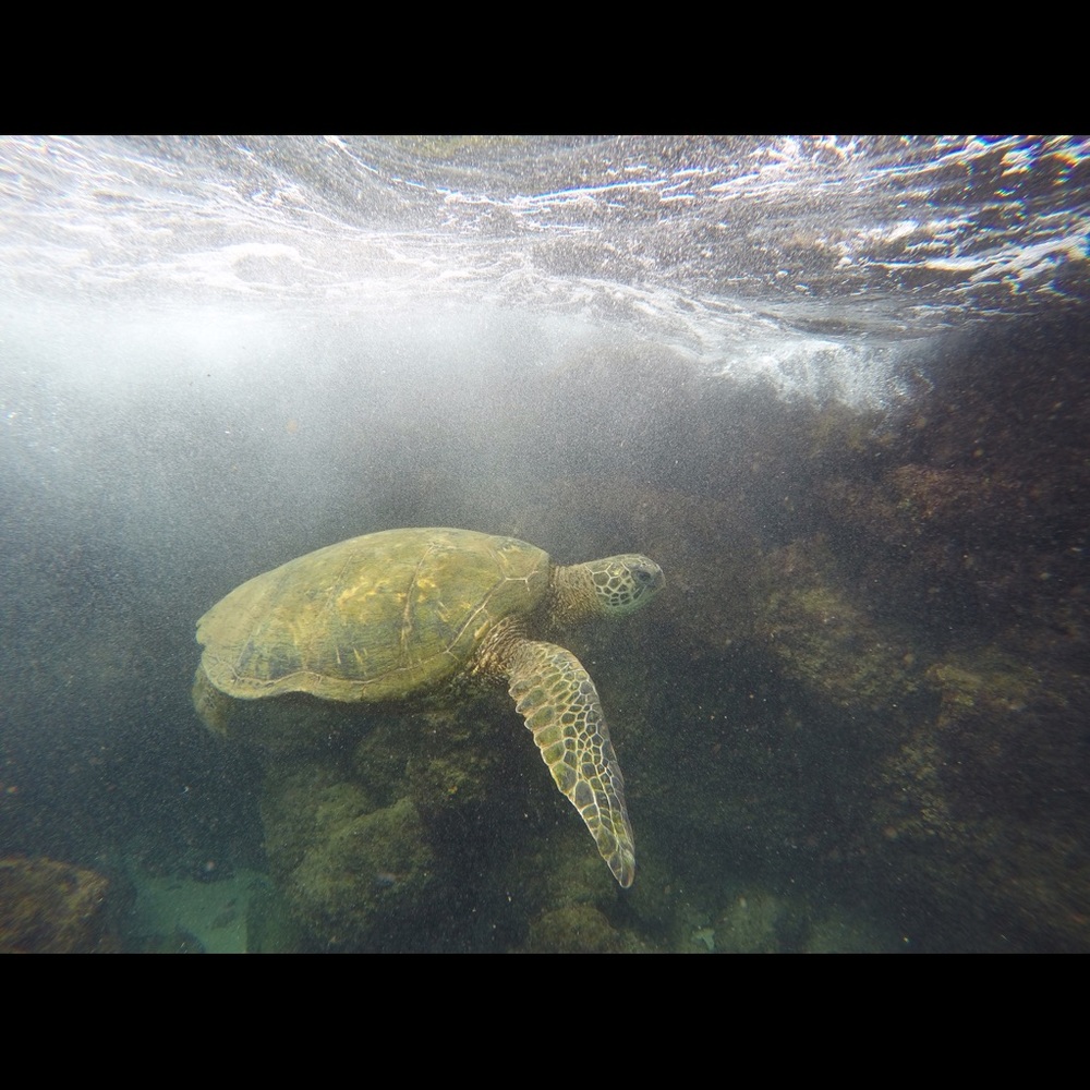 Meet your Posher, Nicole