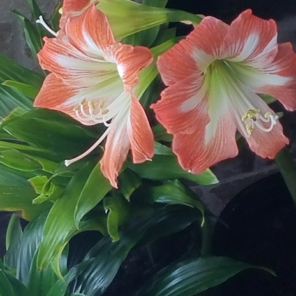 Meet your Posher, Natasha