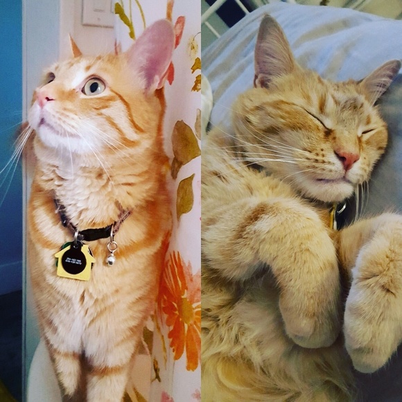 Meet your Posher, Tonya - Picture 4 of 4