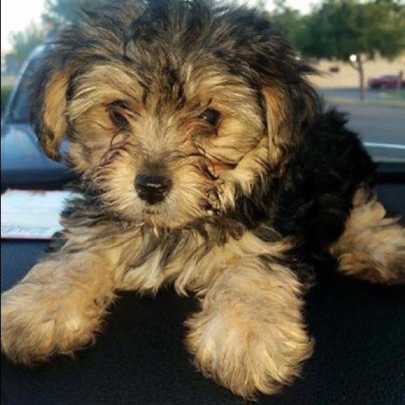 Meet your Posher, Bere - Picture 1 of 1