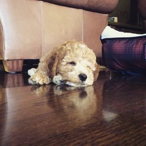 Meet your Posher, Gabe