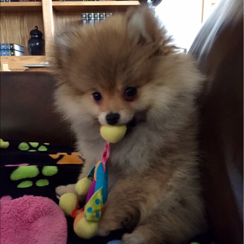 Meet your Posher, Carrie