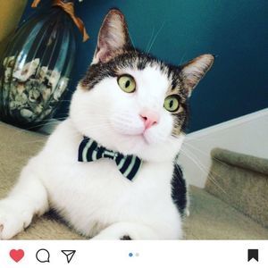 Meet your Posher, Lulu