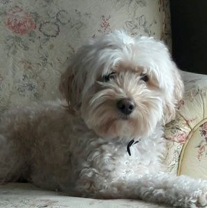 Meet your Posher, Miss