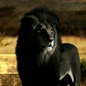 Meet your Posher, Ademmair