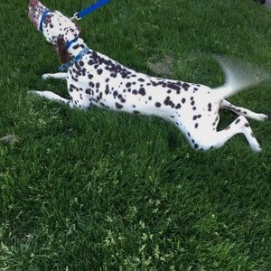 Meet your Posher, Meredith