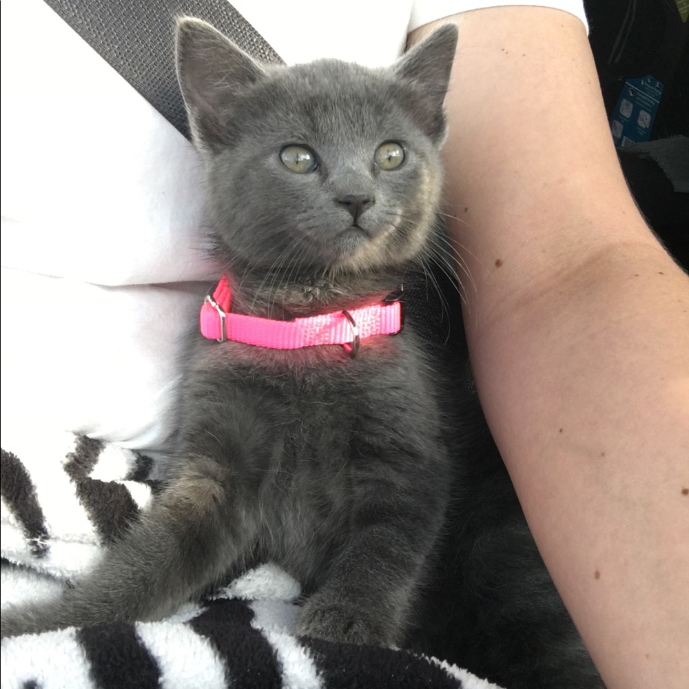 Meet your Posher, Paige