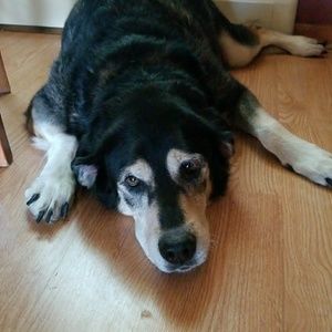 Meet your Posher, Alisa