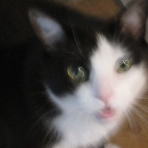 Meet your Posher, Kitten