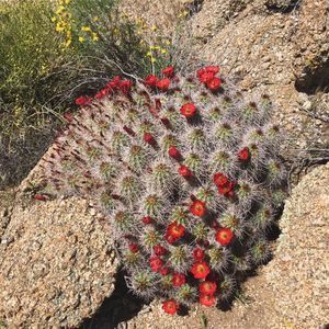 Meet your Posher, Ramona