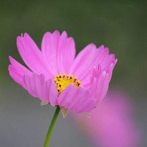 Meet your Posher, Liv