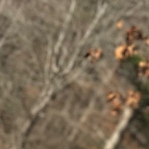 Meet your Posher, Angel