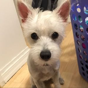 Meet your Posher, Rose