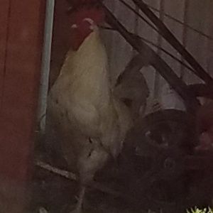 Meet your Posher, Roxie