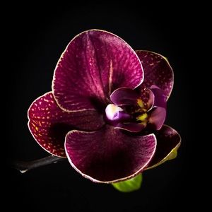 Meet your Posher, Velia