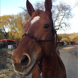 Meet your Posher, Grace