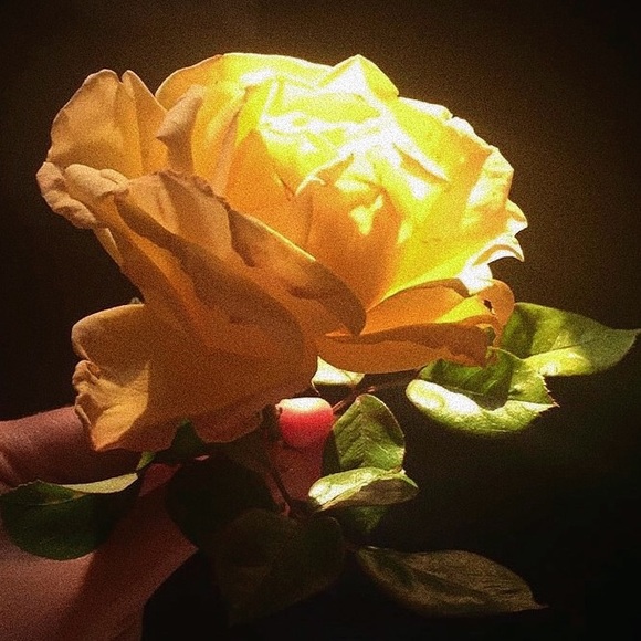 Meet your Posher, Burt - Picture 1 of 1