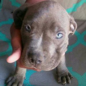 Meet your Posher, Dean