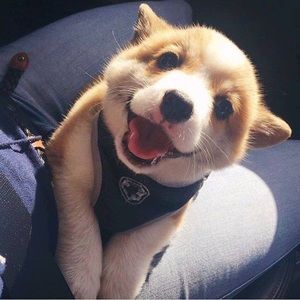 Meet your Posher, Arnie