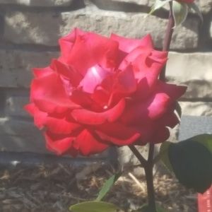 Meet your Posher, Gennette