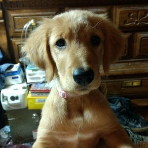 Meet your Posher, Shannon