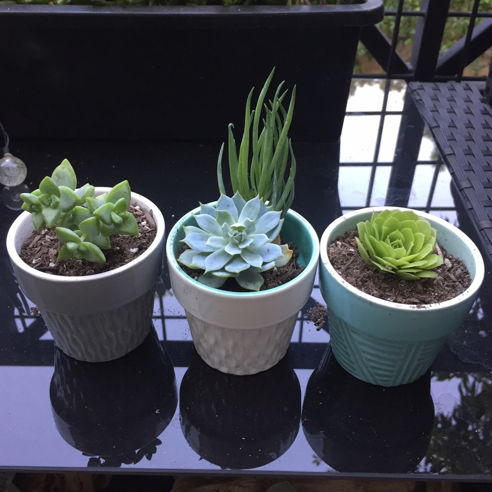 Succulent Kit