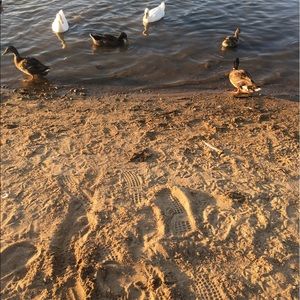 Meet your Posher, Oraha