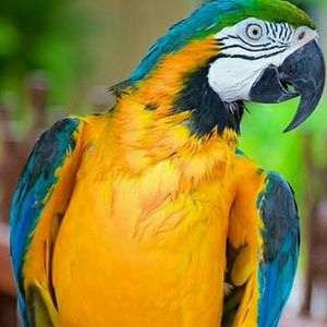 Meet your Posher, Zornitsa