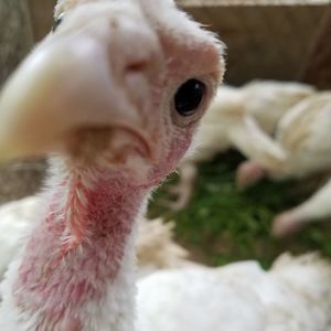 Meet your Posher, Wendy