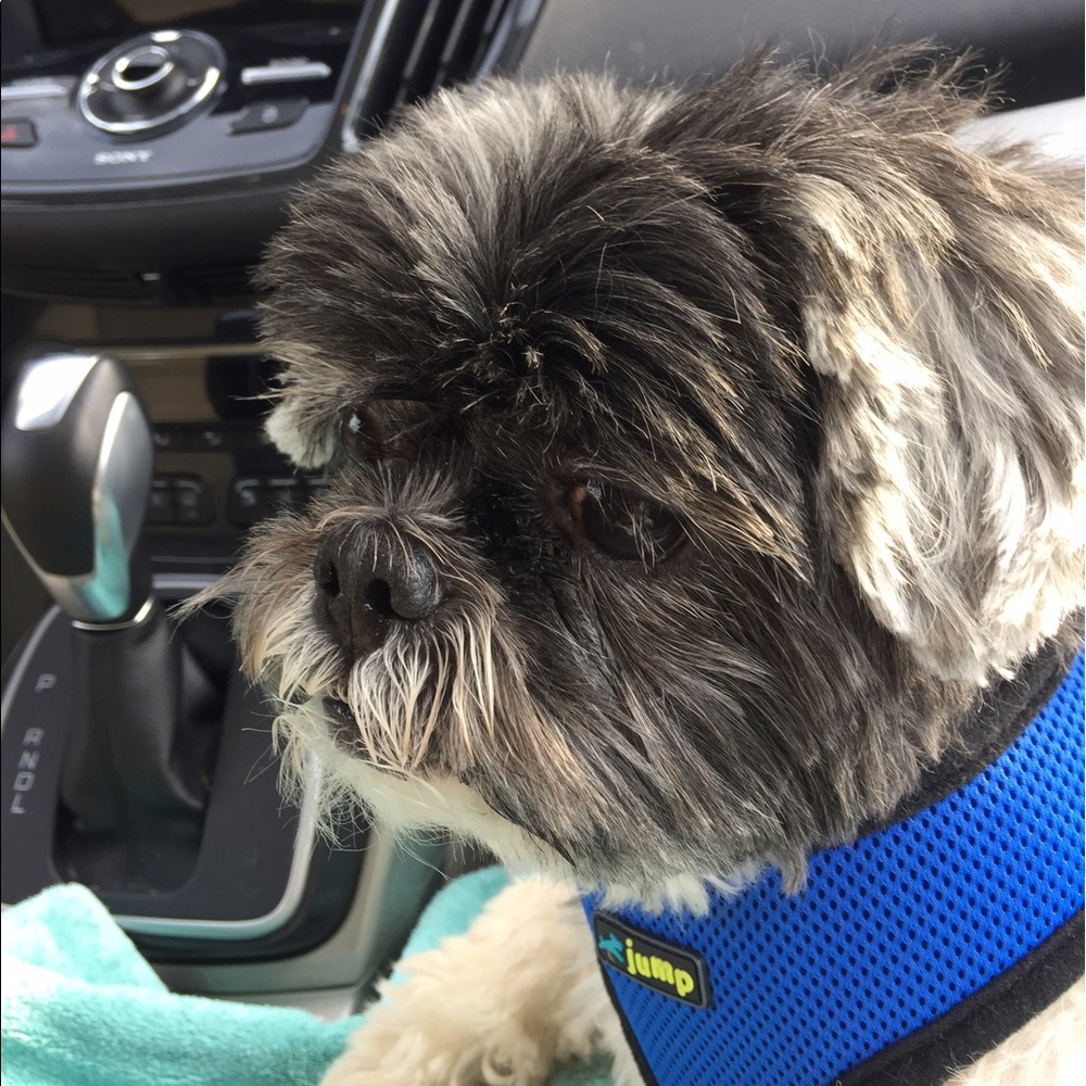 Meet your Posher, Bonnie