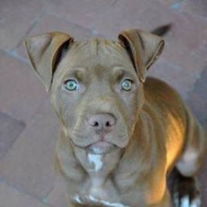 Meet your Posher, Raul