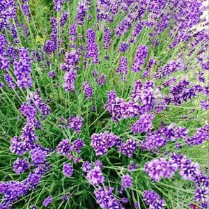 Meet your Posher, Oye